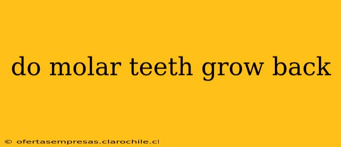 do molar teeth grow back