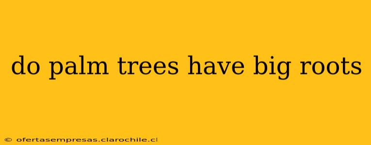 do palm trees have big roots