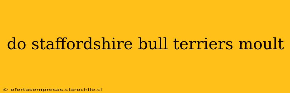 do staffordshire bull terriers moult