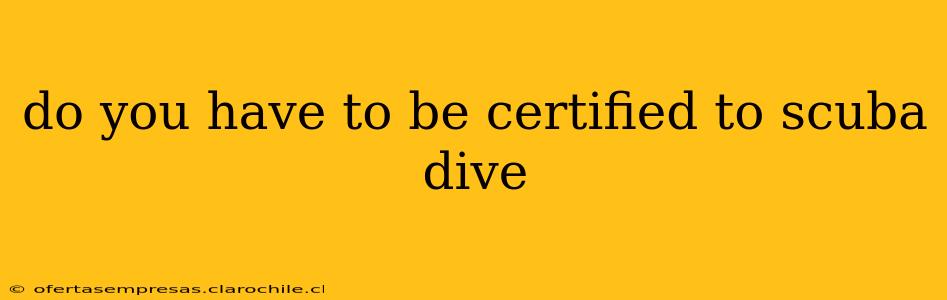 do you have to be certified to scuba dive