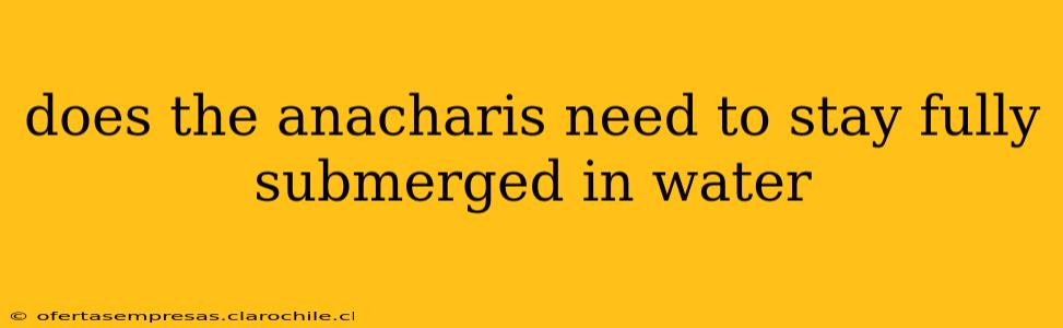 does the anacharis need to stay fully submerged in water