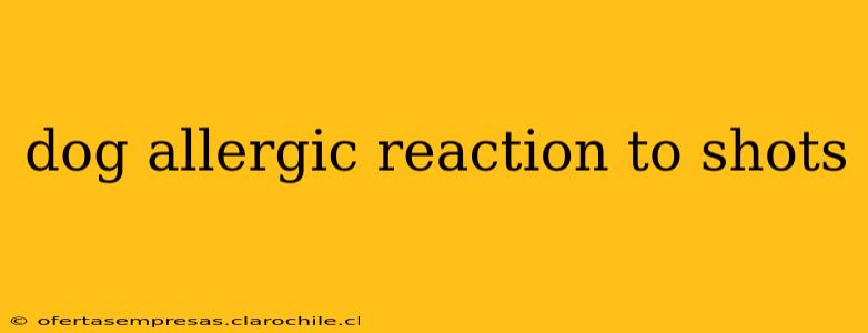 dog allergic reaction to shots