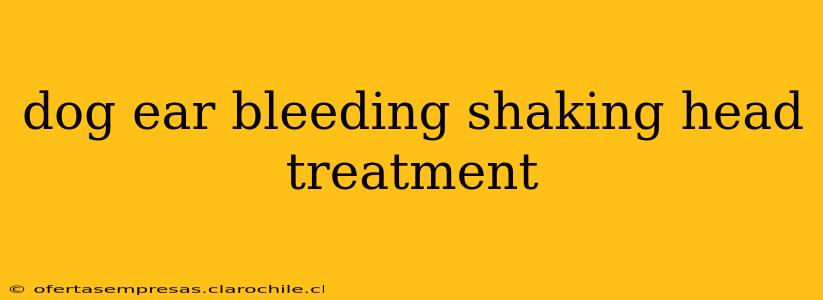 dog ear bleeding shaking head treatment
