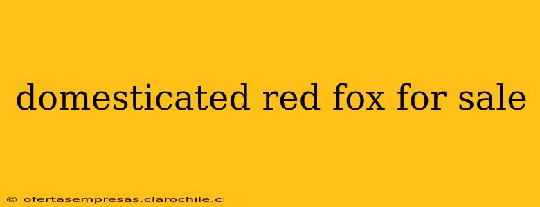 domesticated red fox for sale