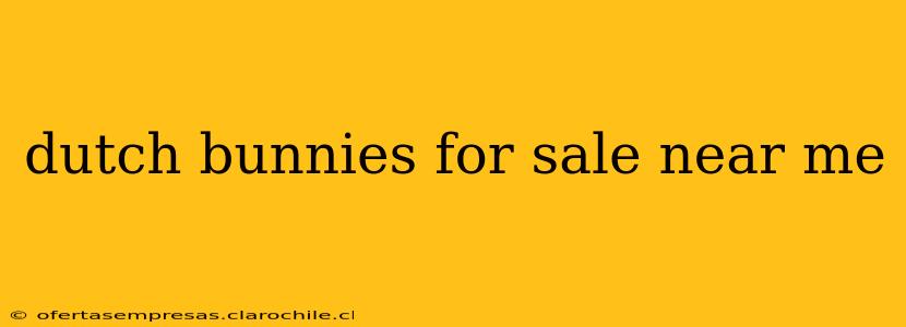 dutch bunnies for sale near me