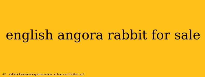 english angora rabbit for sale
