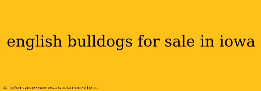 english bulldogs for sale in iowa