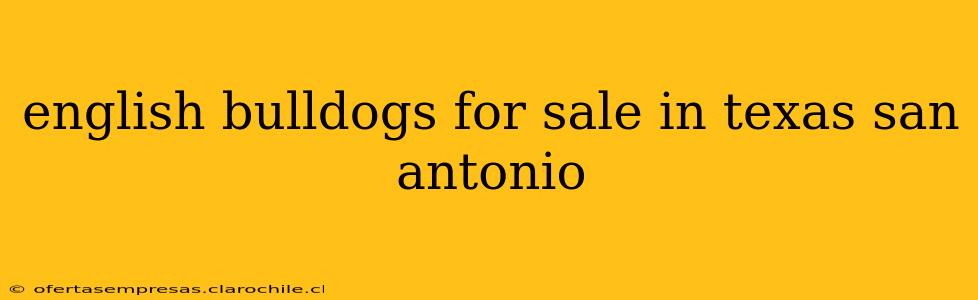 english bulldogs for sale in texas san antonio