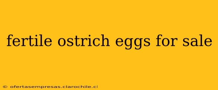 fertile ostrich eggs for sale