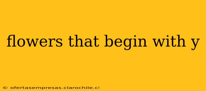 flowers that begin with y
