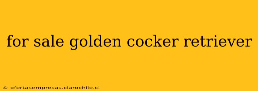 for sale golden cocker retriever