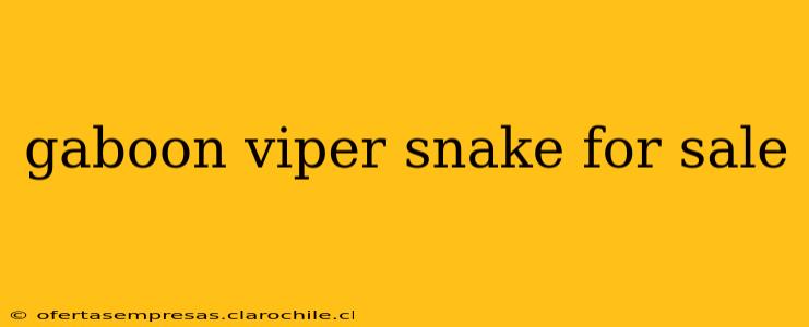 gaboon viper snake for sale