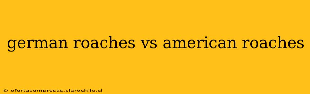 german roaches vs american roaches
