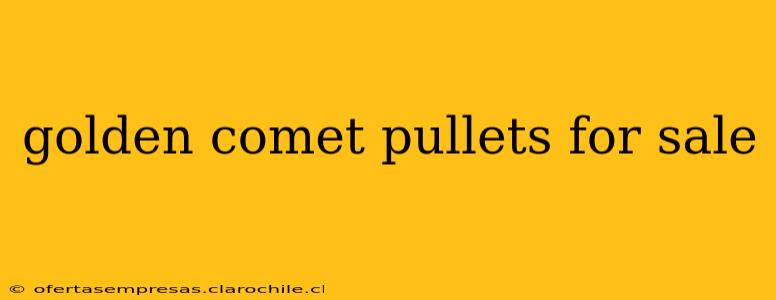 golden comet pullets for sale