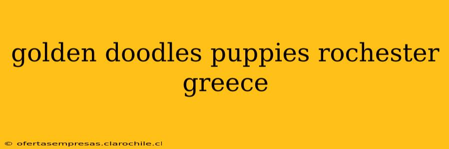 golden doodles puppies rochester greece
