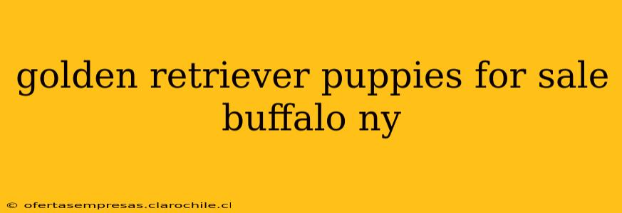 golden retriever puppies for sale buffalo ny