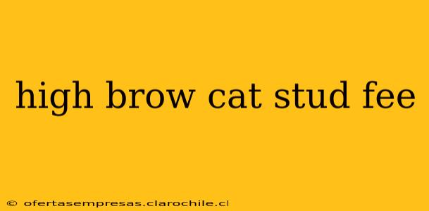 high brow cat stud fee