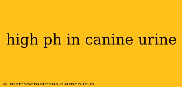 high ph in canine urine