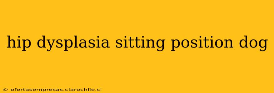 hip dysplasia sitting position dog