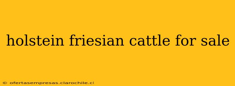 holstein friesian cattle for sale