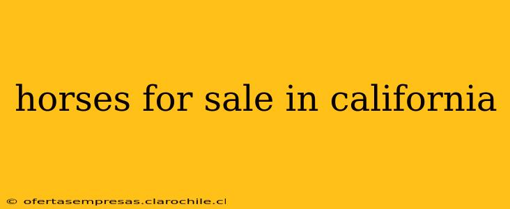 horses for sale in california