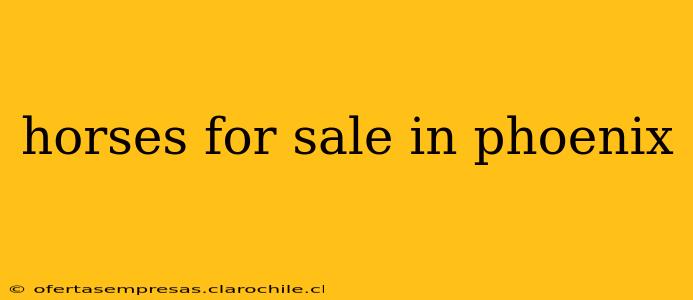 horses for sale in phoenix