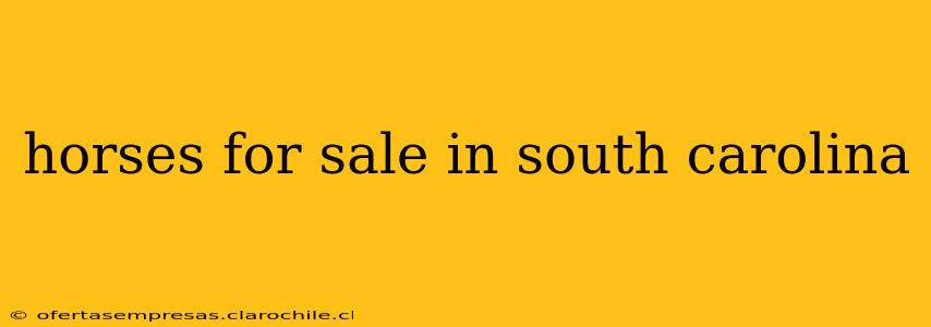 horses for sale in south carolina