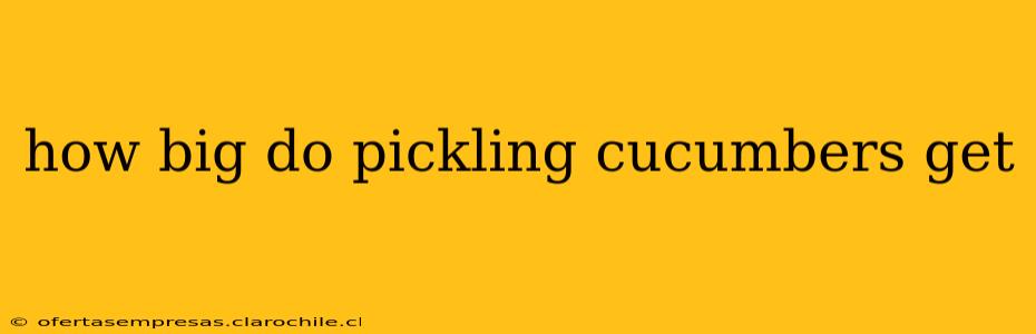 how big do pickling cucumbers get