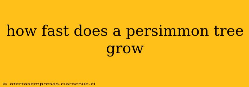 how fast does a persimmon tree grow