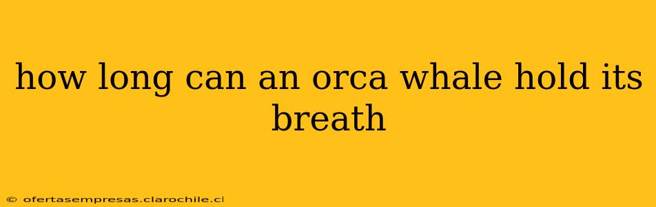 how long can an orca whale hold its breath