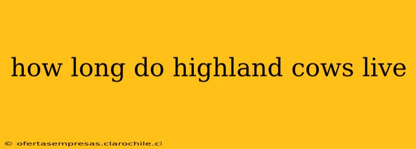 how long do highland cows live