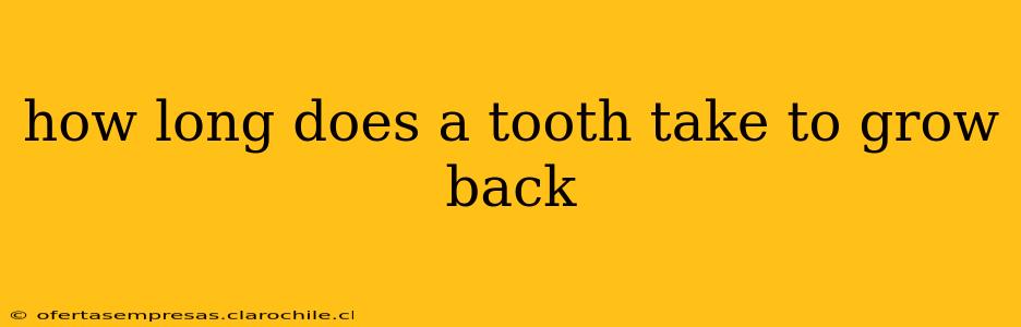 how long does a tooth take to grow back
