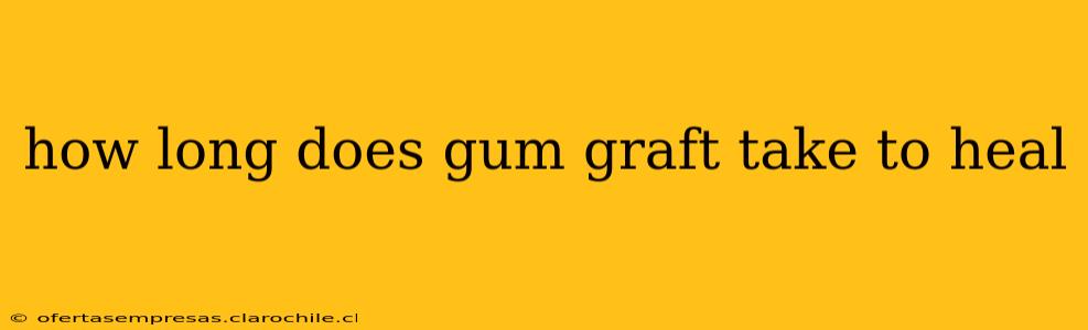 how long does gum graft take to heal