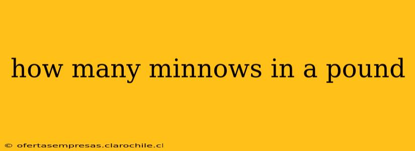 how many minnows in a pound