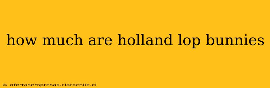 how much are holland lop bunnies