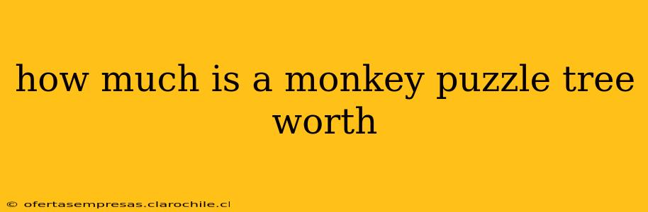 how much is a monkey puzzle tree worth