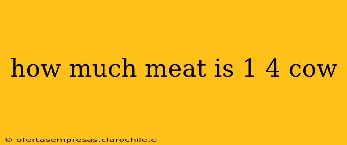 how much meat is 1 4 cow