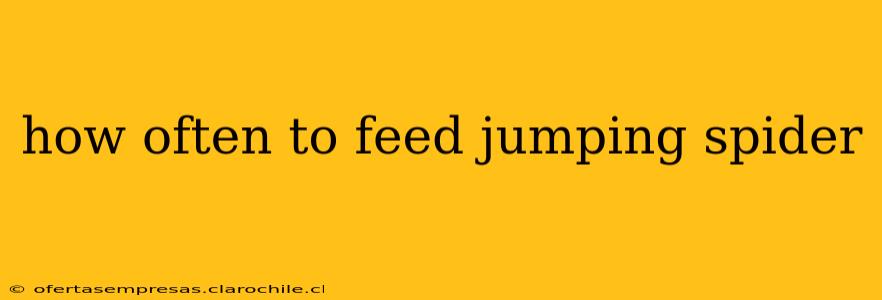 how often to feed jumping spider