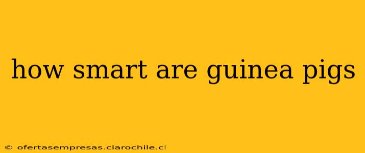 how smart are guinea pigs
