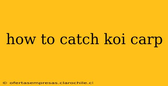 how to catch koi carp