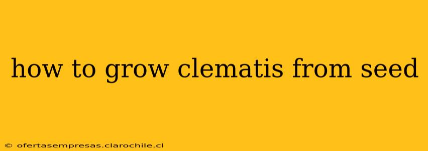 how to grow clematis from seed
