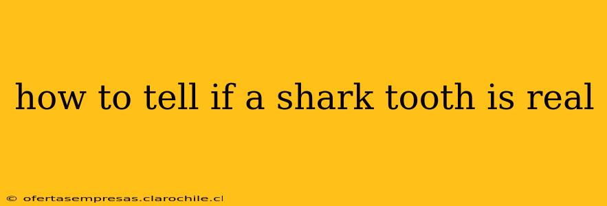 how to tell if a shark tooth is real