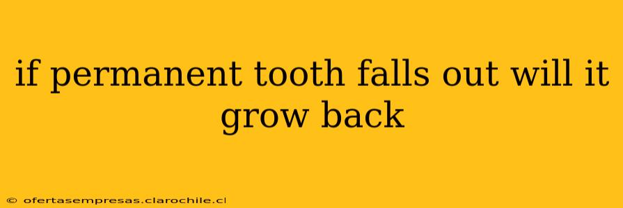 if permanent tooth falls out will it grow back