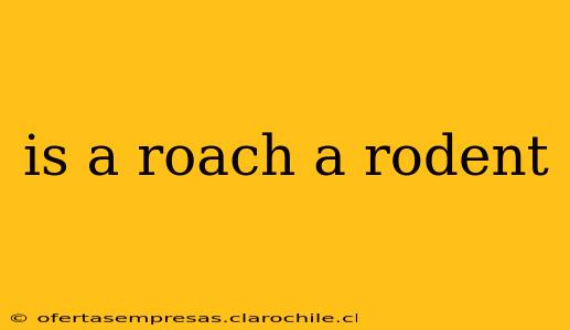 is a roach a rodent