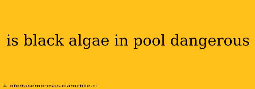 is black algae in pool dangerous