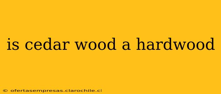 is cedar wood a hardwood