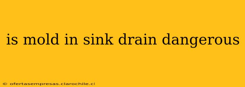 is mold in sink drain dangerous