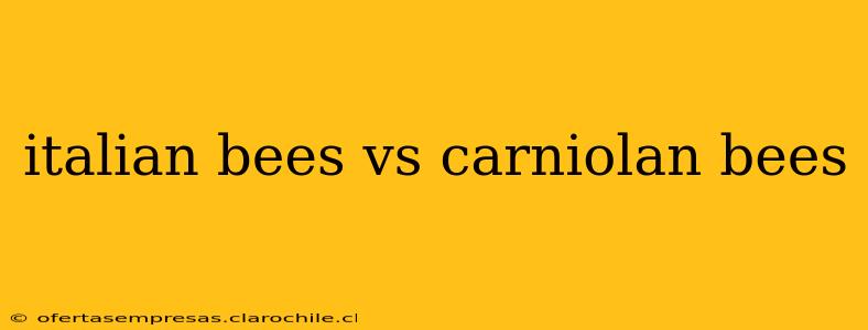 italian bees vs carniolan bees
