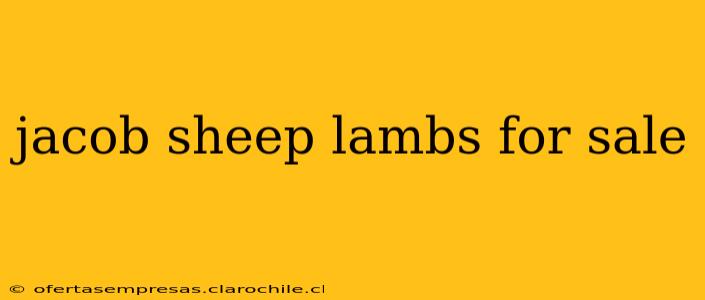 jacob sheep lambs for sale