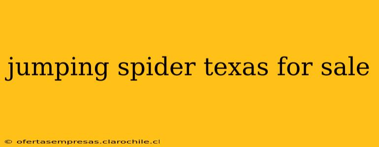 jumping spider texas for sale